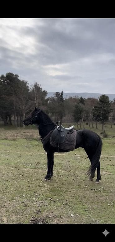 Erkək, il: 4, Ödənişli çatdırılma