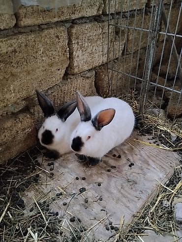 Ослы: Kaliforniya dovşanlarinin hər ay balalari satişda olur. istənilən vaxt — 1