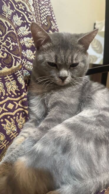 кошка шотландская цена: Шотландская, Самец, В добрые руки, Самовывоз, Платная доставка, Доставка в районы — 6