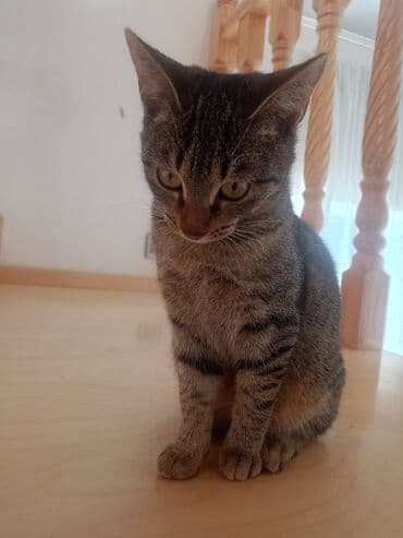 doberman balası: Tabbi, Dişi, Yaxşı əllərə, Pulsuz çatdırılma — 4