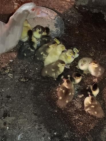 qus nömreleri: Mirvari ana lal ördəy 16 bala Ünvan Göygöl (indoutka) ördək balaları — 5