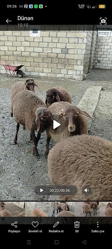 Atlar: Əmlik quzulardi 3 erkey 2 dişi qizilqulaq sortudu siyezendedi — 3