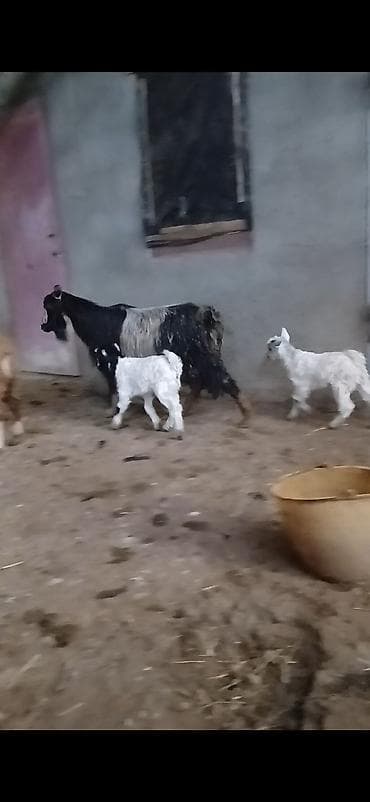 qaz bala: Ekiz balali diwi di balalari cavan 3 cu qarin saqlam ve cox sudu — 4