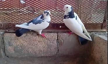 lider 55 cucələri: Hazır cut goynisanlar satilir yumurta usdediler saglam heyvanlardilar — 1