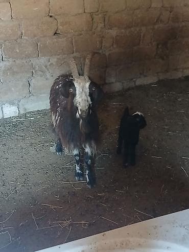 Qoyun-keçi təsərrüfatı üçün ana keçi və balası - Növ: keçi (ana) və
