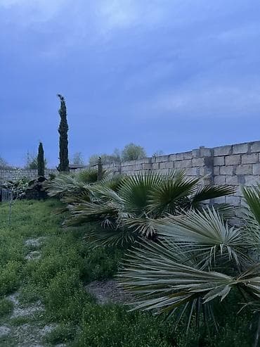 palma ağacları: Dekorativ fan xurması (Washingtonia robusta tipli) – bağ və həyətlər — 9