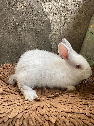 Digər heyvanlar: Ağ rəngli ev dovşanı - Növ: Ev dovşanı (albino tiplı – qırmızı gözlü — 2