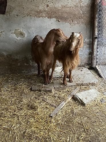 Bogaz helebler bir denesi 240