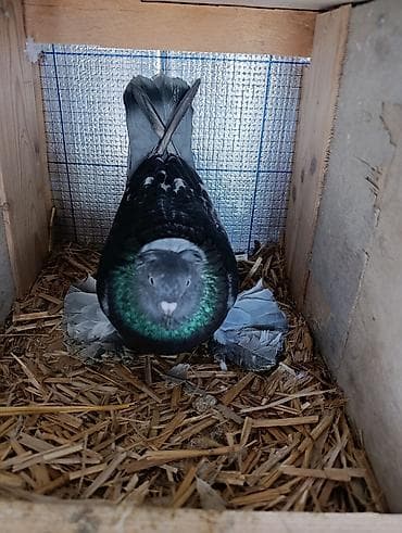 tuklu pisikler: Cins: Ev göyərçini (bəzək/şou tipli), saqqallı baş tüklü və uzun — 2