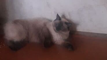 сиамская кошка цена: Siam, Yaxşı əllərə — 2
