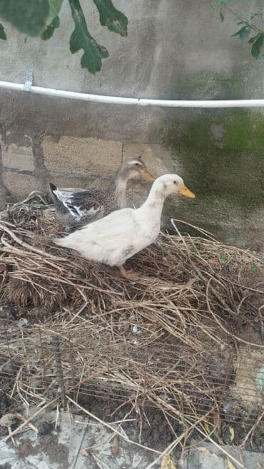 ordək bala: İki ördək, biri ağ, digəri isə boz-qəhvəyi rəngdədir. Uşaq ücün — 1