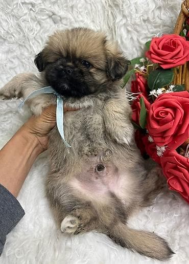 pekines itlerin satisi: Pekines, 2 ay, Erkek — 3