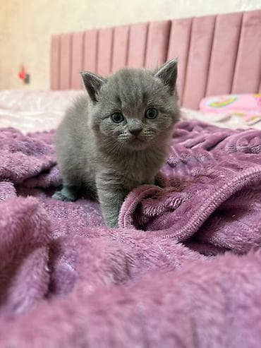 balaca itlər: Britan — 9