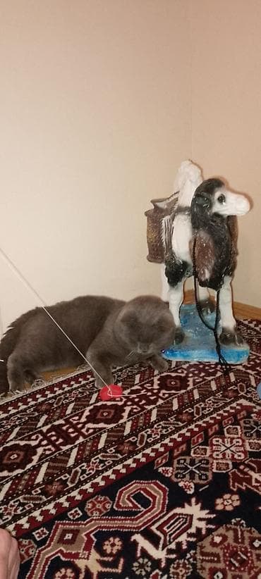 Quşlar: Britan, Erkək, Yaxşı əllərə, Ünvandan götürmə — 9