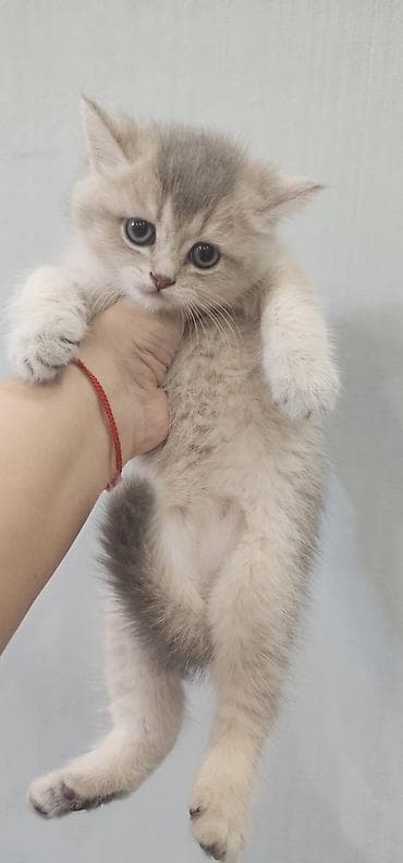 pisiy balasi: Britan, Erkək, Dişi, Yaxşı əllərə, Ünvandan götürmə, Ödənişli çatdırılma — 2