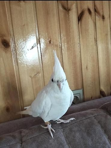 hind quşu baximi: 14 aylıq qırmızı gözlü Albino .tam əl quşudur böyük qəfəslə bir yerdə — 3