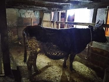 Gəmiricilər: Inek qısırdı barter var balalir ineklər — 2