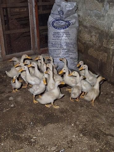 Pekin Ördəkləri Satılır. 1 Ədədi 7 manat. 1 Ay 10 Günlükdürlər lalafo.az -da Pekin Ördəkləri Satılır. 1 Ədədi 7 manat. 1 Ay 10 Günlükdürlər