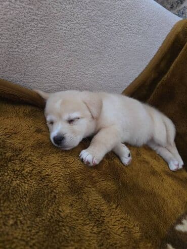 rottweiler itleri satisi: Rotveyler, 2 ay, Erkek — 4