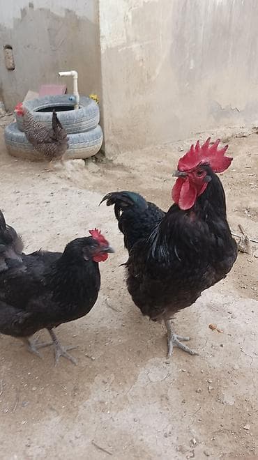 toptan toyuq satışı: Toyuq, Australorp, Damazlıq, Ünvandan götürmə — 4
