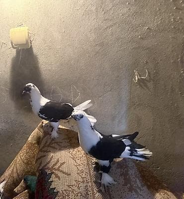 Quwlar satilir heresinin oz qiymeti var,hamisi hundur uzun enli