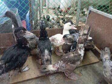 ördək balası və cücə: Misk ördəkləri – müxtəlif rəng və naxışlarda cavan balalar - Növ — 3