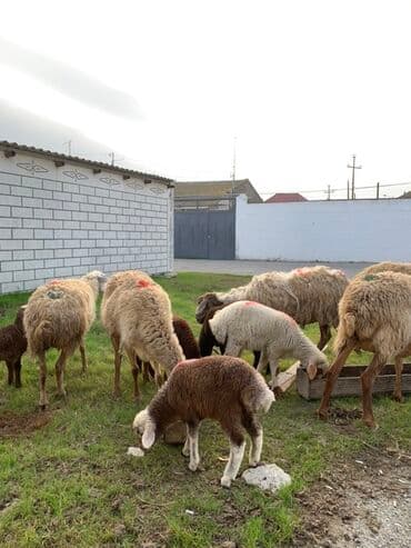 Ana Bala qoyunlar — 2