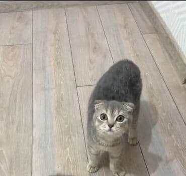 Gəmiricilər: Şotland yastı qulaq, Erkək, Dişi, Ünvandan götürmə — 2