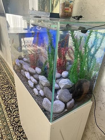 yumru akvariumlar: Dördbucaq akvarium, Balıqlarla birlikdə, 90 l, Ödənişli çatdırılma — 4