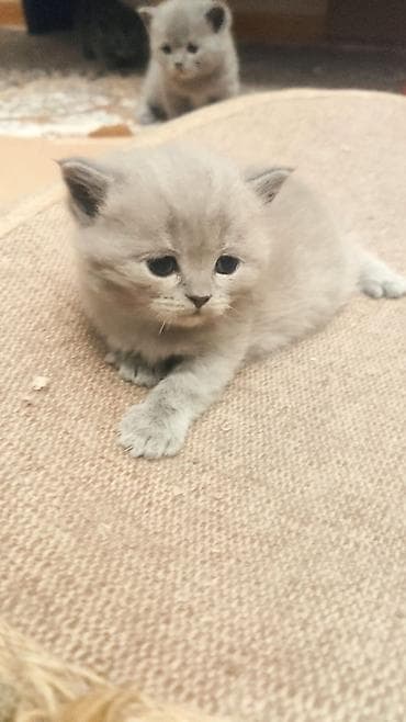 heyvanlarin sekilleri: Britan — 3