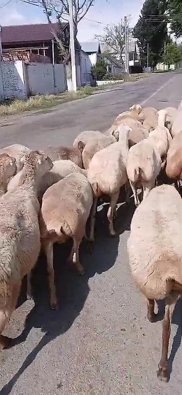 şirin it adları: Dişi, il: 1, Damazlıq, Pulsuz çatdırılma — 10