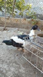 Gəmiricilər: Lal ördəklər satılır 5 aylıqdilar 2 ədəddilər tam sağlamdırlar biri — 3