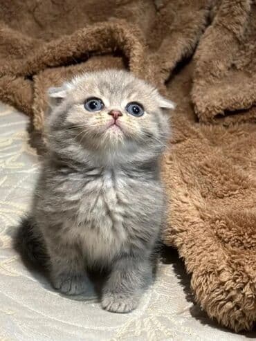 ağ pişik balası: Şinşilla, Erkək, Cütləşmə üçün — 9