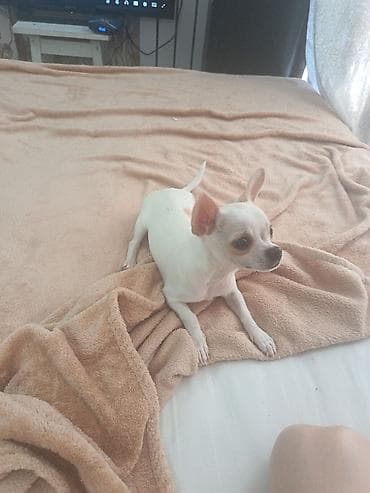 İtlər: Çixuahua, 4 ay, Dişi, Peyvəndli, Ödənişli çatdırılma — 2