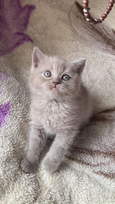 şotlan pişik: Şotland yastı qulaq, Erkək, Dişi, Yaxşı əllərə, Ünvandan götürmə, Pulsuz çatdırılma, Ödənişli çatdırılma — 7