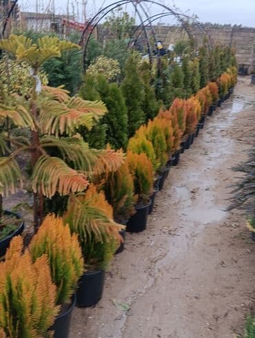 perlit qiyməti: Gul cicek agaclar qazonlasrlma torf gubresi,perlit,torpaq,peyin — 9