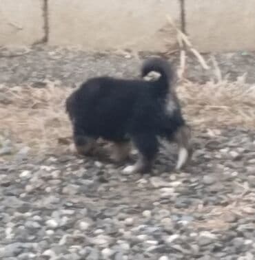 etibarli ellere it: 1 ay, Dişi, Ünvandan götürmə — 3