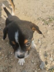 ov itler: 1 ay, Dişi, Ünvandan götürmə — 3