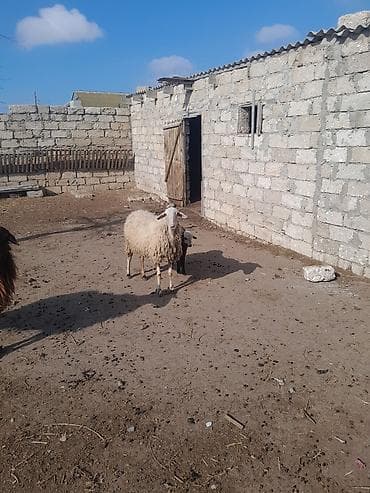 Рогатый скот: Qoyun və quzu – təsərrüfat üçün - Yerli cins ana qoyun və yanındakı — 1
