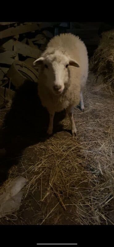 Gəmiricilər: Saglam heyvandır Dişi quzudur Pula ehtiyac olduğu ucun satılır Diri — 3