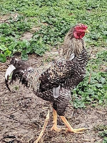 brama toyuqlari satisi: Məhsul: Xoruz Təsvir: - Güclü bədən quruluşlu, uzun ayaqlı xoruz - — 1