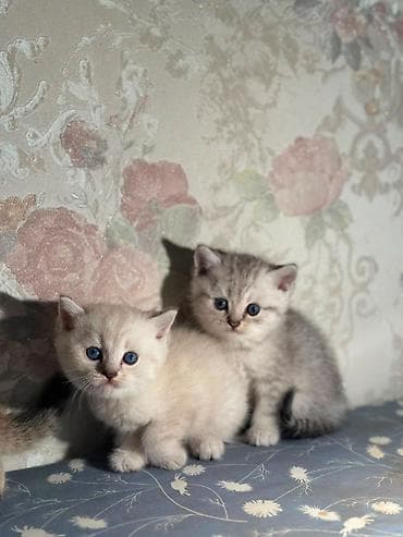 heyvanlar: Şotland, Erkək, Dişi, Ünvandan götürmə, Pulsuz çatdırılma — 5