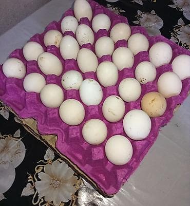 Yumurta: Salam.Mayali toyuq yumurtalarıdır. Cins toyuqların və kənd — 2