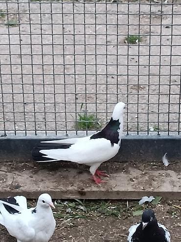 goyərcinlər: Mayadır hazırda bala üstündədir. Əsas odu balalı quşun paxotkası — 2