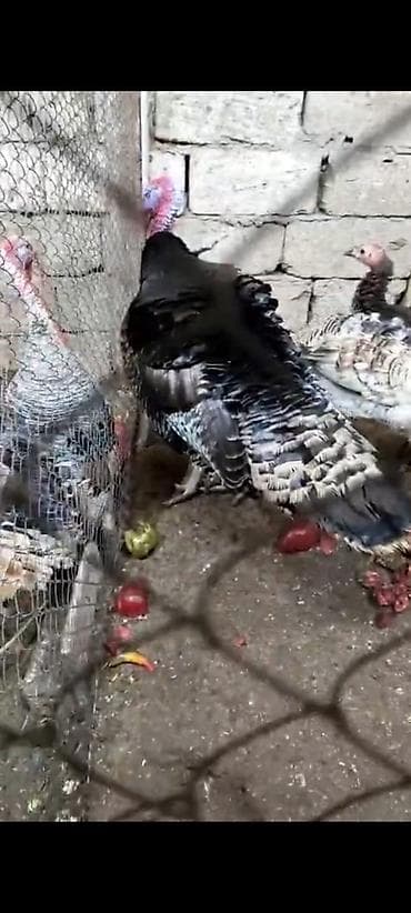 Digər heyvanlar: Erkək, Damazlıq — 7