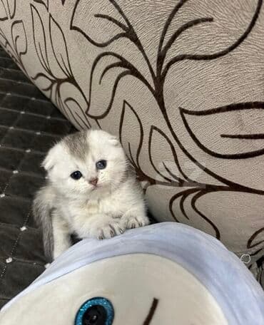 шотландская вислоухая кошка цена в баку: Şotland yastı qulaq, Erkək, Dişi, Ünvandan götürmə — 1