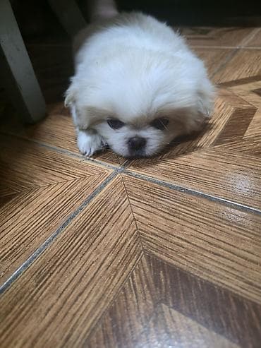 xaski satilir: Pekines, 2 ay, Dişi — 4