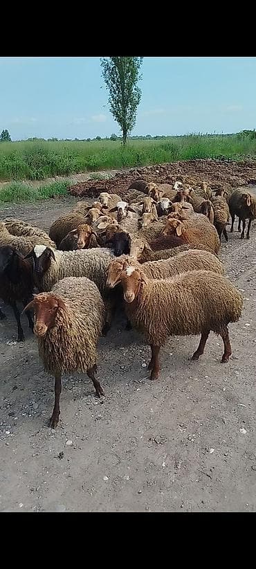 heyvan kokeltme dermanlari: Erkey quzular Diri çəki 9 azn — 3