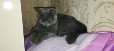 pişik cinsləri: Şotland, Erkək — 7