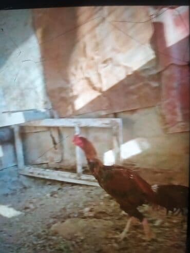 xoruz sekli: Məhsul: Uzunboyun, incə bədən quruluşlu kənd xoruzu Təsvir: - Rəng — 7